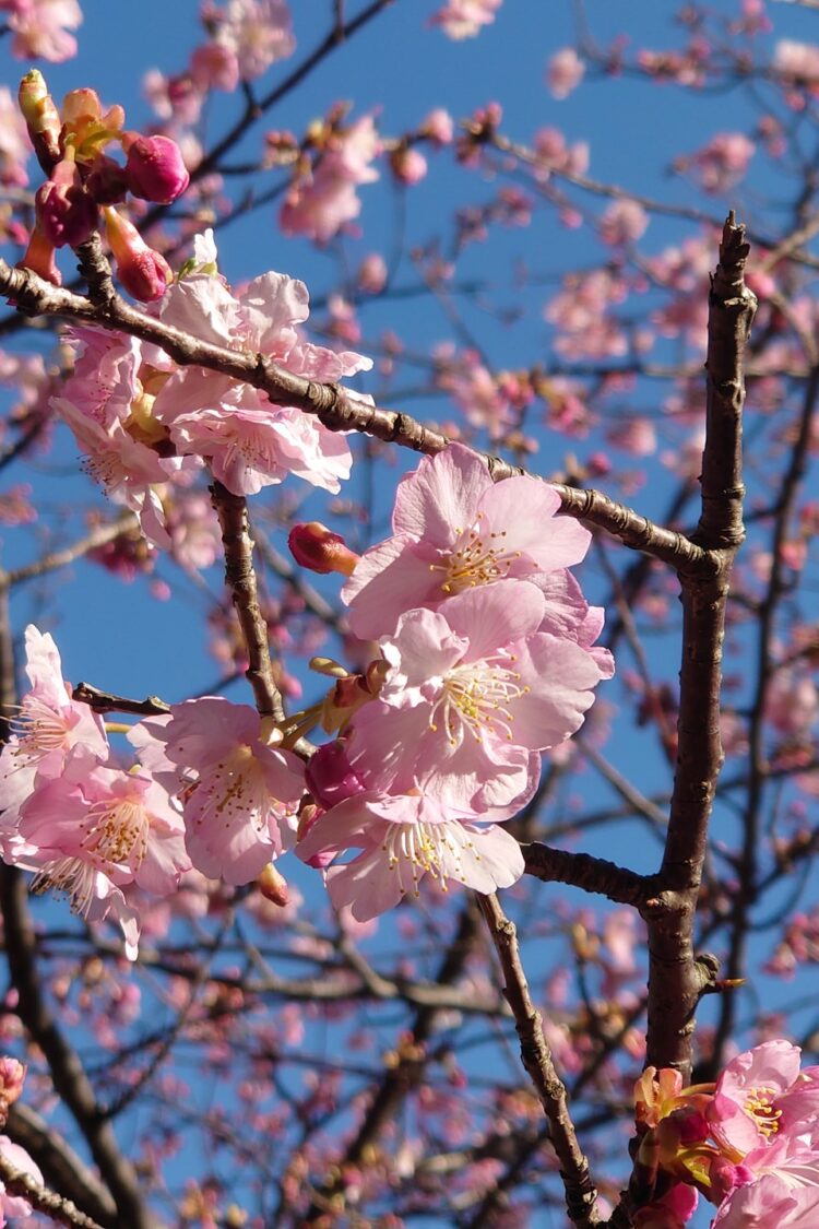 鋸南町の桜見ごろ迎えてます