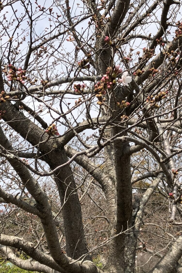 桜の花がちらほらと・・・開花していました＾＾