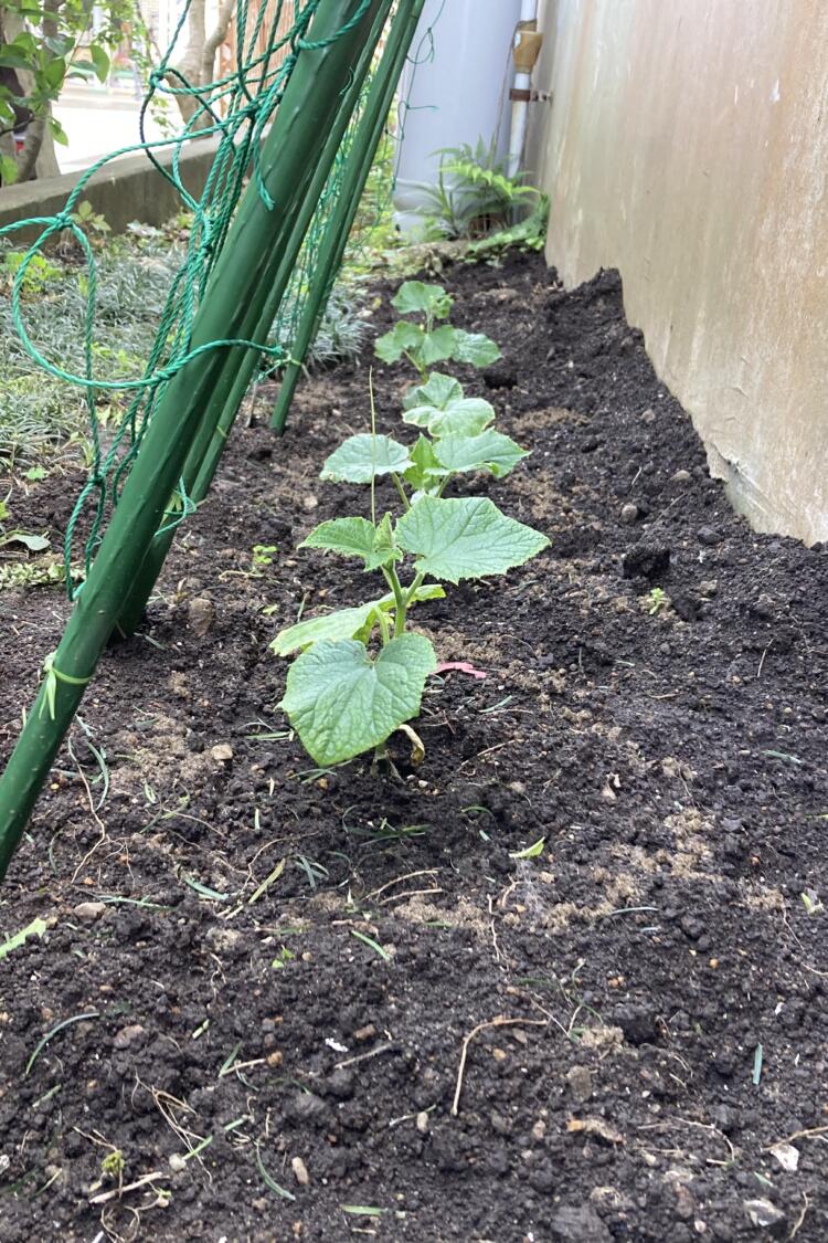 スクスク育ってね🥒