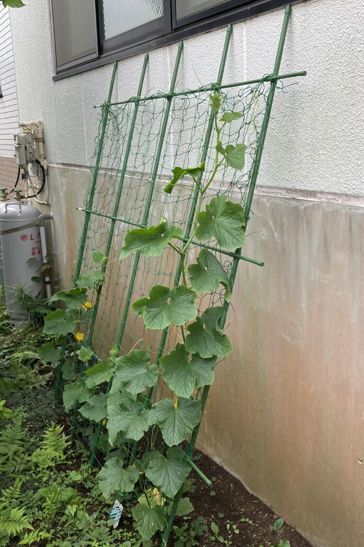 きゅうり🥒成長日記