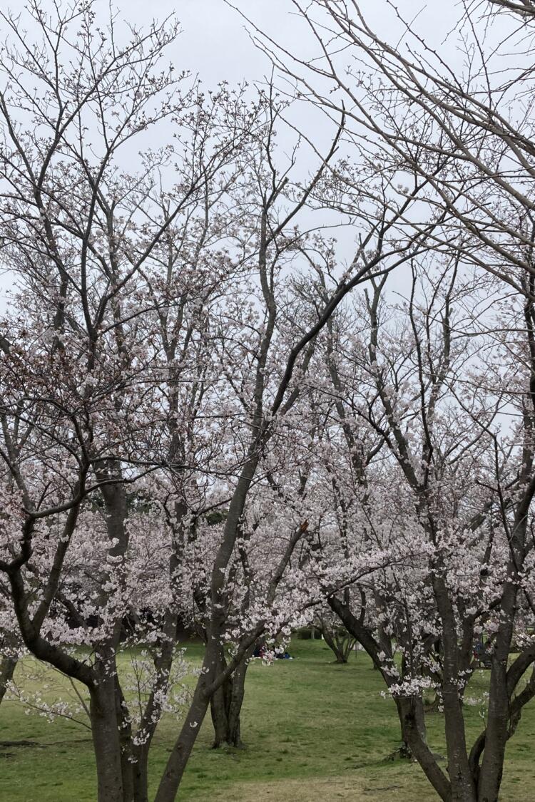 桜の季節です🌸