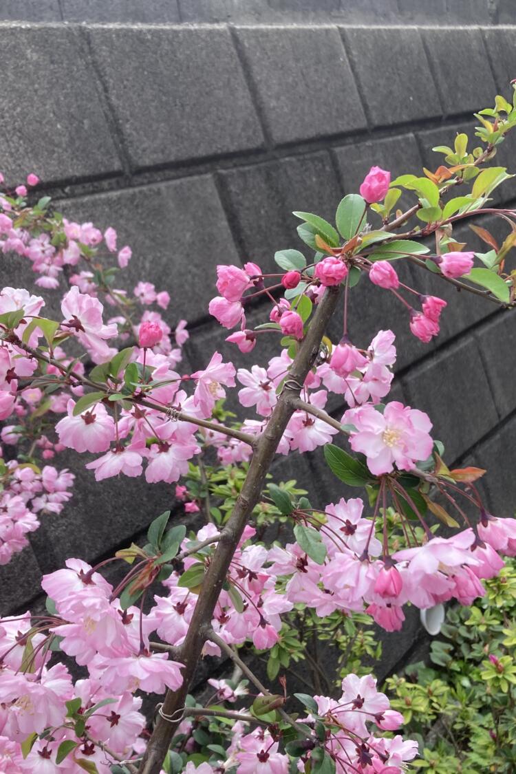 🌸桜雨🌸